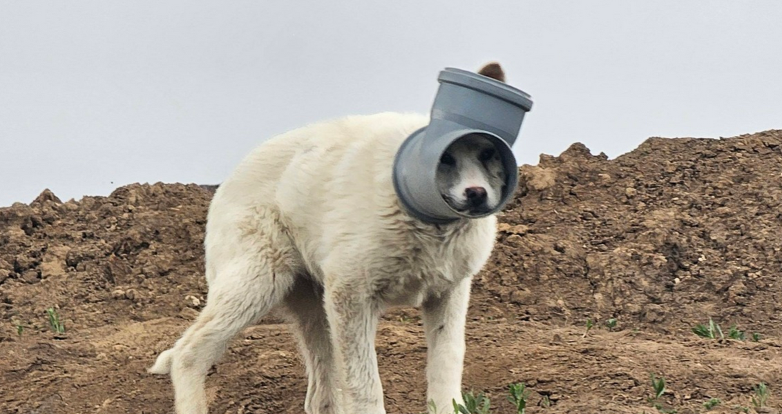 Un câine cu capul blocat într-o țeavă de zile întregi este căutat de autorități în Ilfov, după ce operațiunile de salvare au fost amânate din cauza stării de panică a animalului