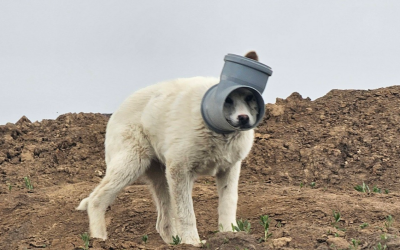 Un câine cu capul blocat într-o țeavă de zile întregi este căutat de autorități în Ilfov, după ce operațiunile de salvare au fost amânate din cauza stării de panică a animalului