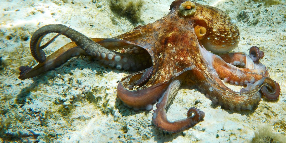 Brațul robotic care se împerechează: Uluitor în agricultură!