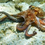 Brațul robotic care se împerechează: Uluitor în agricultură!