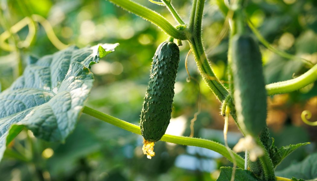 Castraveții, vedetele grădinilor românești: Ghid practic pentru o recoltă bogată Bucuria de a culege castraveți proaspeți din propria grădină este un sentiment pe care mulți români îl cunosc