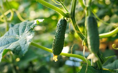 Castraveții, vedetele grădinilor românești: Ghid practic pentru o recoltă bogată Bucuria de a culege castraveți proaspeți din propria grădină este un sentiment pe care mulți români îl cunosc