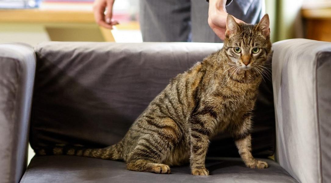 Ministerul Mediului adoptă o pisică salvată, lansând un apel pentru adopție responsabilă București, România – Ministerul Mediului din România a anunțat, printr-o postare pe rețelele de socializare, adoptarea unei pisici salvate, inițiativă menită să promoveze adopția responsabilă a animalelor și bunăstarea acestora