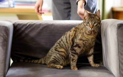 Ministerul Mediului adoptă o pisică salvată, lansând un apel pentru adopție responsabilă București, România – Ministerul Mediului din România a anunțat, printr-o postare pe rețelele de socializare, adoptarea unei pisici salvate, inițiativă menită să promoveze adopția responsabilă a animalelor și bunăstarea acestora
