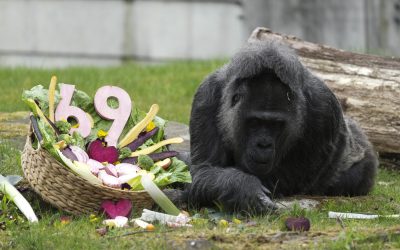 Gorila record din Berlin: S-a serbat ziua la Zoo, o vârstă de invidiat