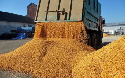 Afaceri record pentru Agropec Dionis în 2025: Cum au prosperat traderii de cereale