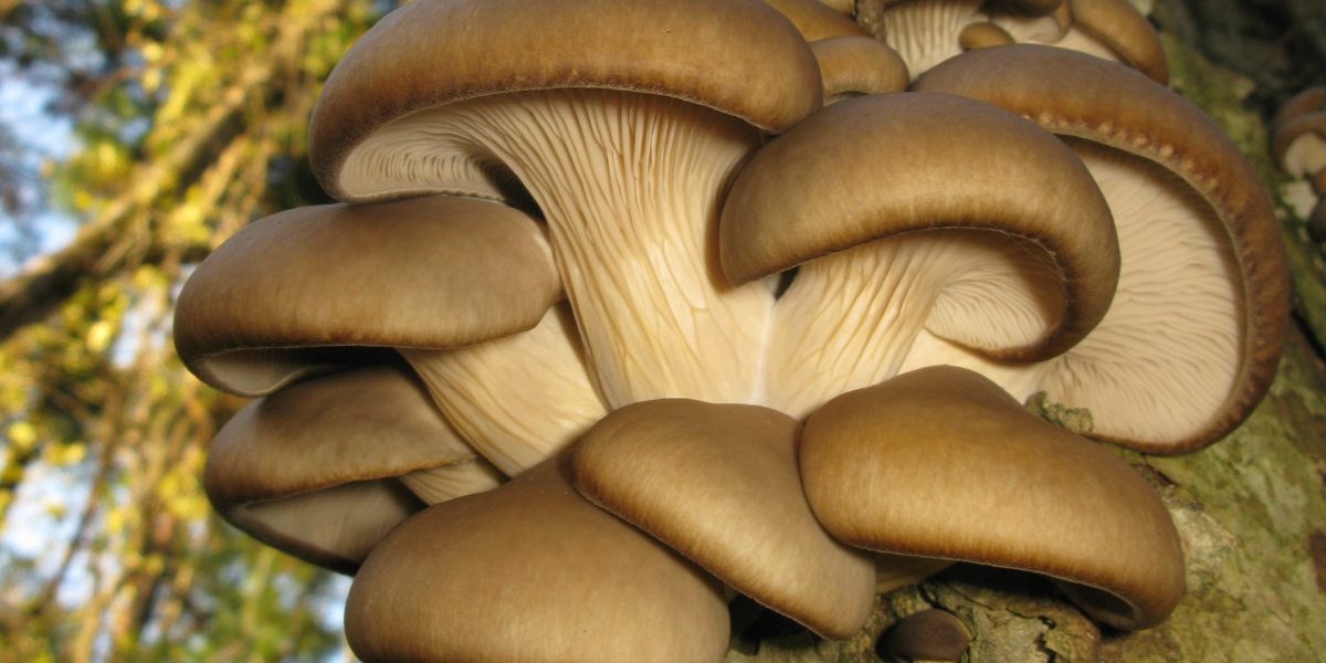 AI revoluționează agricultura: Proiectul Mushnomics, o șansă pentru România