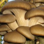 AI revoluționează agricultura: Proiectul Mushnomics, o șansă pentru România