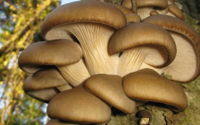 AI revoluționează agricultura: Proiectul Mushnomics, o șansă pentru România