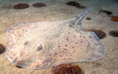 Știința dezvăluie misterul membrelor repetitive: Cum au evoluat?