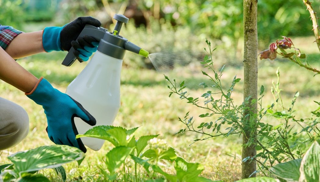 Oțetul, aliatul neașteptat al grădinarilor: Cum să scapi de dăunători cu un ingredient banal Bucuria de a avea o grădină înfloritoare poate fi umbrită de prezența neplăcută a dăunătorilor