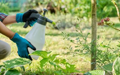 Oțetul, aliatul neașteptat al grădinarilor: Cum să scapi de dăunători cu un ingredient banal Bucuria de a avea o grădină înfloritoare poate fi umbrită de prezența neplăcută a dăunătorilor