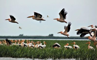 Situație critică: Un expert trage semnalul de alarmă pentru România