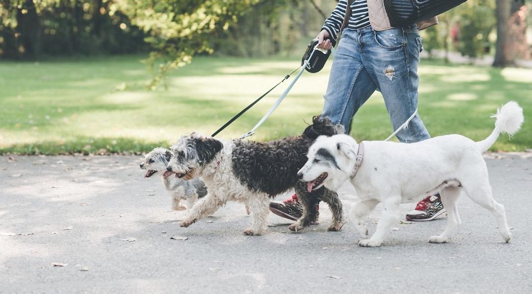 Sterilizare și microcipare GRATUITĂ pentru câinii maidanezi în București