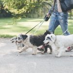 Sterilizare și microcipare GRATUITĂ pentru câinii maidanezi în București