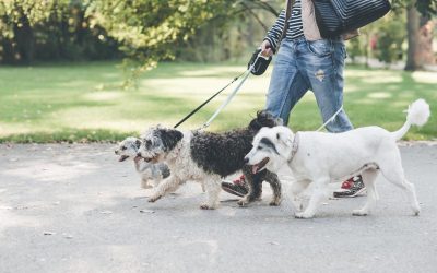 Sterilizare și microcipare GRATUITĂ pentru câinii maidanezi în București