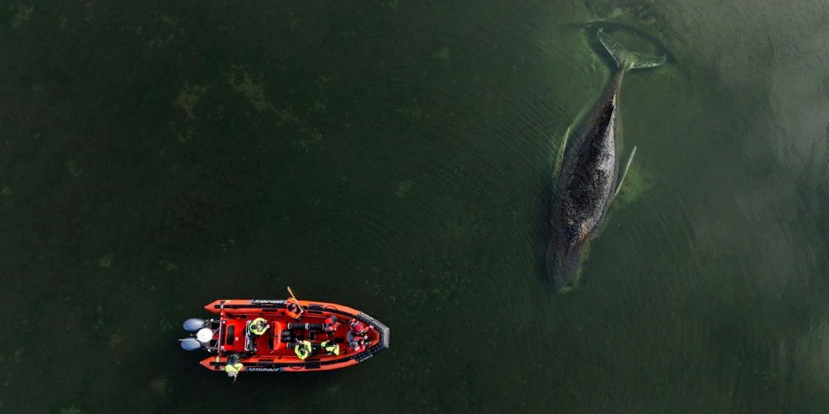 Bogătași, cu bani grei, încearcă salvarea unei balene blocate în Germania