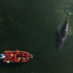 Bogătași, cu bani grei, încearcă salvarea unei balene blocate în Germania