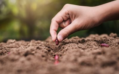 Prognoza meteo-agricolă: Majoritatea culturilor de câmp, favorizate de vreme, cu excepția nordului București – Majoritatea regiunilor agricole din România vor beneficia de un regim hidrotermic favorabil în următoarea perioadă, potrivit prognozei agrometeorologice emise de Administrația Națională de Meteorologie (ANM)