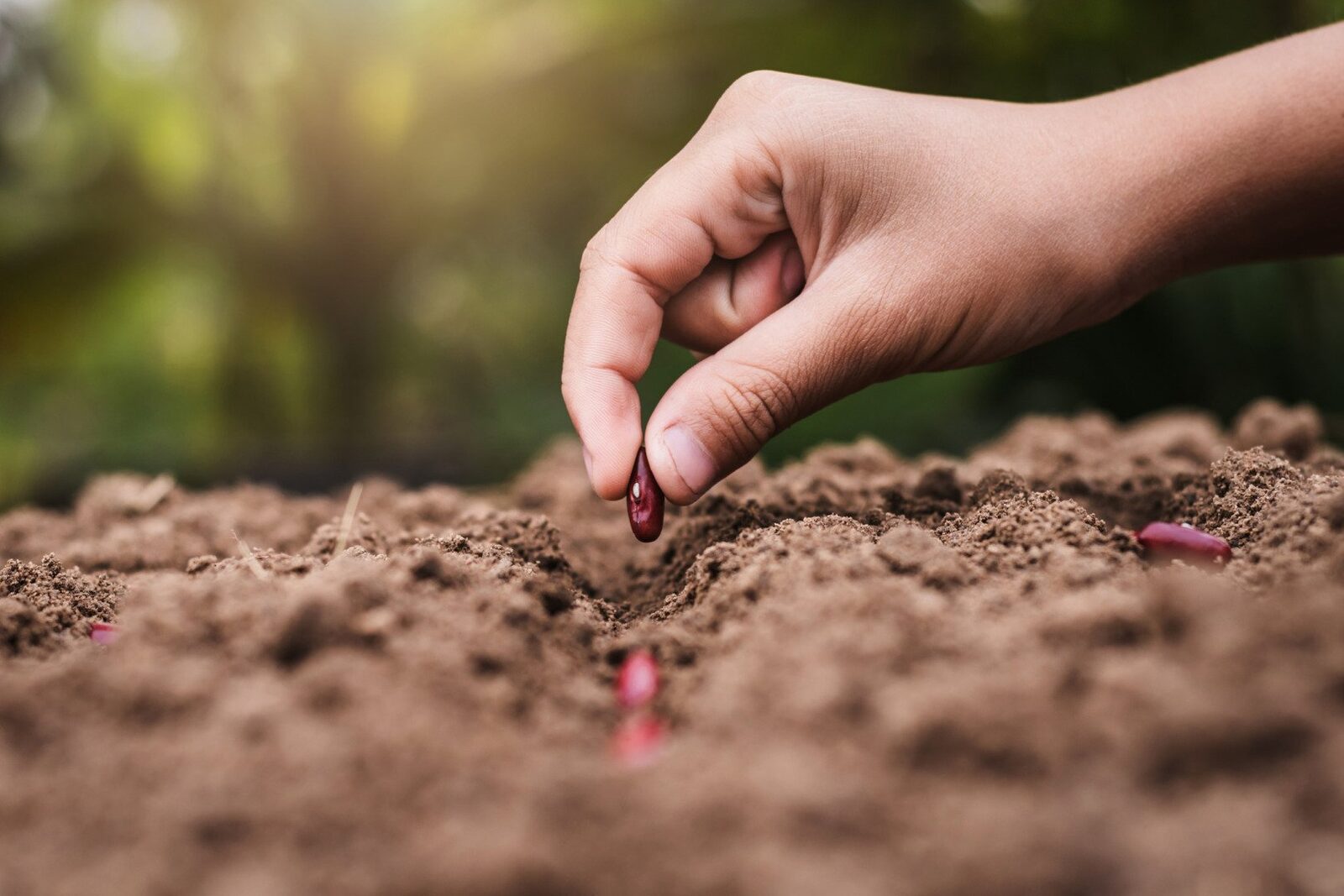 Prognoza meteo-agricolă: Majoritatea culturilor de câmp, favorizate de vreme, cu excepția nordului București – Majoritatea regiunilor agricole din România vor beneficia de un regim hidrotermic favorabil în următoarea perioadă, potrivit prognozei agrometeorologice emise de Administrația Națională de Meteorologie (ANM)