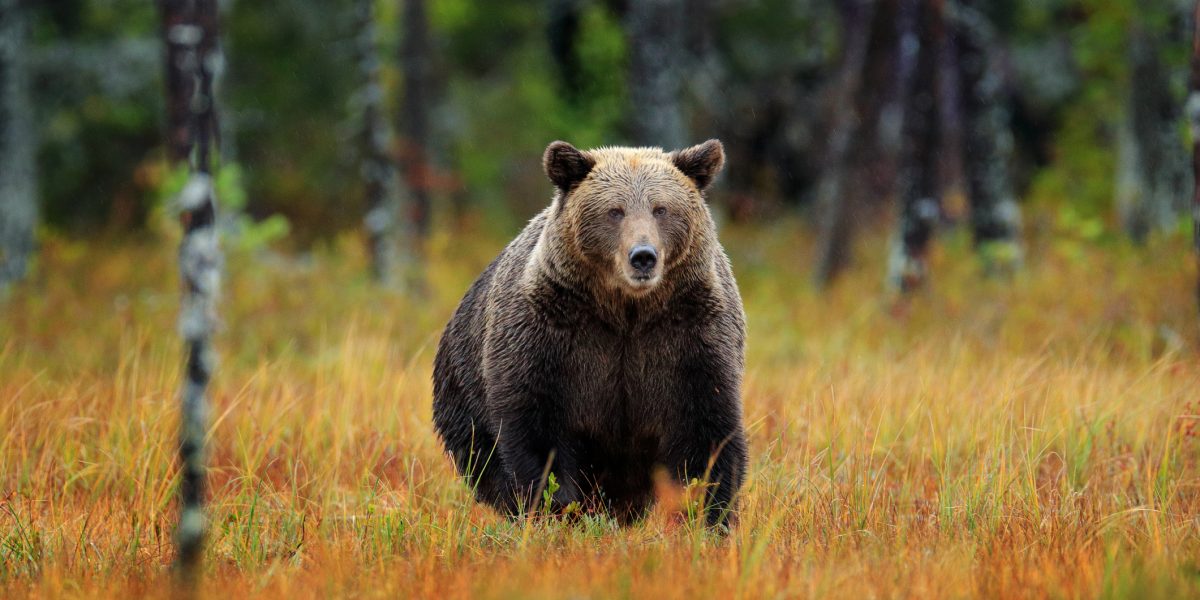 Urși, vânătoare dublă: Câți vor fi sacrificați în România până în 2026?