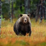 Urși, vânătoare dublă: Câți vor fi sacrificați în România până în 2026?