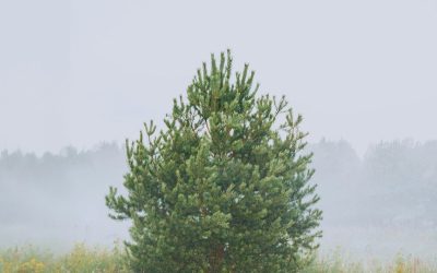 Vremea în Mid-Michigan: Prognoza pentru 17 Aprilie, cu date cruciale