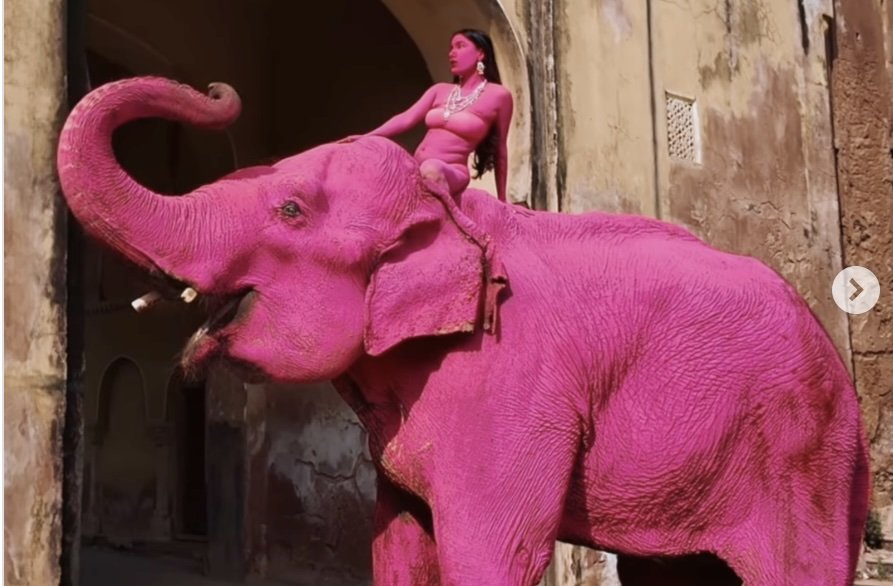 Un elefant a murit la șase luni după ce a fost vopsit în roz pentru o ședință foto, conform publicației italiene La Repubblica din 2 aprilie 2024