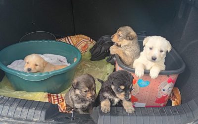 Elevii din Zalău, salvatori de căței abandonați: o lecție de umanitate în “Săptămâna Verde” Zalău – O inițiativă lăudabilă a elevilor de la Colegiul Național „Silvania” (CNS) din Zalău a adus o rază de speranță pentru cinci căței abandonați