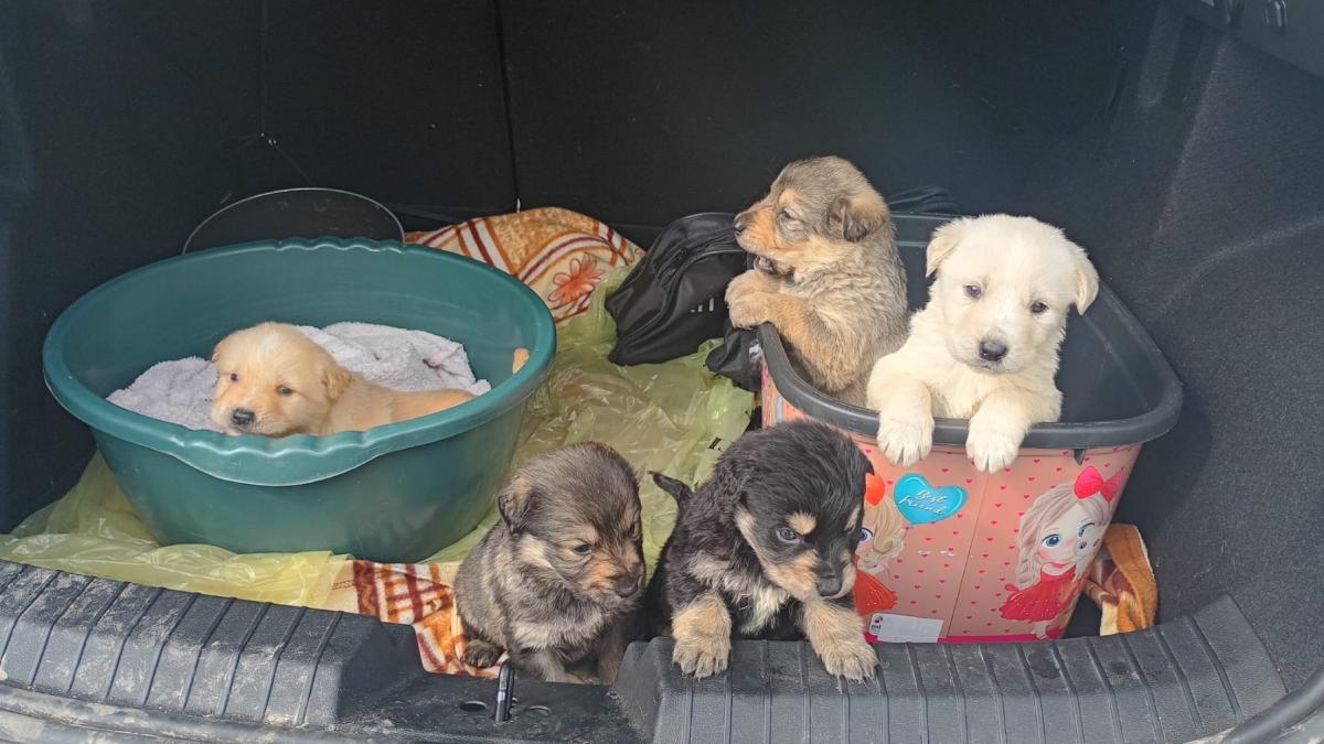 Elevii din Zalău, salvatori de căței abandonați: o lecție de umanitate în “Săptămâna Verde” Zalău – O inițiativă lăudabilă a elevilor de la Colegiul Național „Silvania” (CNS) din Zalău a adus o rază de speranță pentru cinci căței abandonați