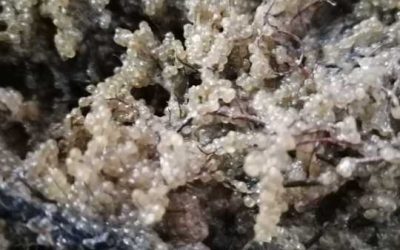 Primele etape ale programului de refacere a stocurilor de șalău din Complexul Razim–Sinoie au fost demarate la finele lunii martie