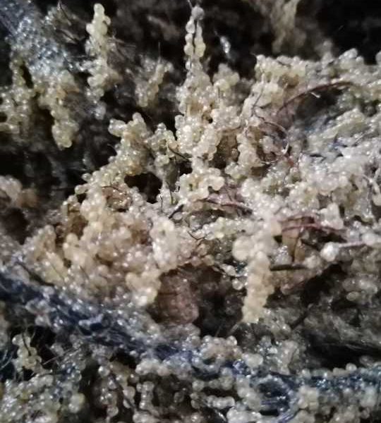 Primele etape ale programului de refacere a stocurilor de șalău din Complexul Razim–Sinoie au fost demarate la finele lunii martie