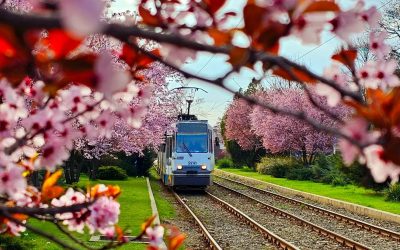 Capitala ferventează de evenimente culturale în aprilie 2026, cu festivaluri de teatru, expoziții de artă și concerte care promit să satisfacă gusturile diverse ale publicului bucureștean