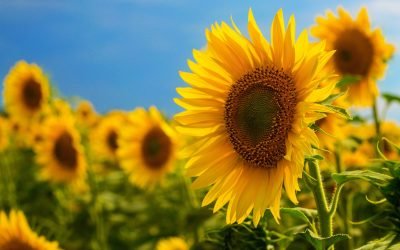 România, lider european la producția de floarea-soarelui în 2025