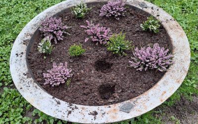 Poliția Locală, la datorie: Chișmigiu și florile, sub pază