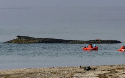 Speranțele salvatorilor s-au epuizat: Balena cu cocoașă eşuată în Germania va muri Echipa de salvare, care a depus eforturi considerabile timp de o săptămână pentru a ajuta o balenă cu cocoașă eşuată în largul coastelor de nord ale Germaniei, a recunoscut că șansele de supraviețuire ale animalului sunt minime