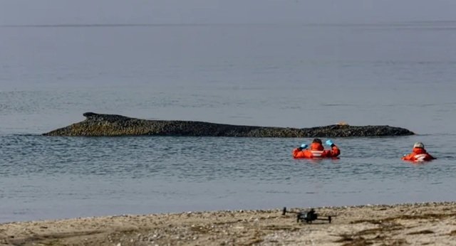 Speranțele salvatorilor s-au epuizat: Balena cu cocoașă eşuată în Germania va muri Echipa de salvare, care a depus eforturi considerabile timp de o săptămână pentru a ajuta o balenă cu cocoașă eşuată în largul coastelor de nord ale Germaniei, a recunoscut că șansele de supraviețuire ale animalului sunt minime