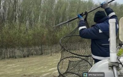 Garda de Mediu, acțiune amplă împotriva braconajului piscicol: 6 kilometri de plase ilegale confiscate Garda Națională de Mediu a desfășurat o amplă acțiune de combatere a braconajului piscicol în ultimele două săptămâni, rezultatele fiind consistente