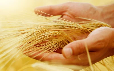 Asigurare hrană și apă pentru 400.000 persoane, șase luni