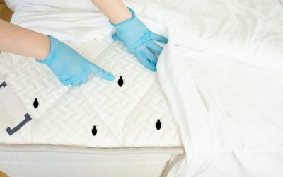 Tratamentul termic, o soluție eficientă împotriva ploșnițelor, câștigă teren ca alternativă la insecticide Ploșnițele de pat, insecte parazite extrem de rezistente, pot transforma locuința într-un coșmar