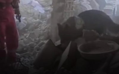 Câini de salvare, eroii necuvântători în căutarea supraviețuitorilor din Tehran TEHRAN – Echipele de intervenție din cadrul Iranian Red Crescent Society (Societatea de Semilună Roșie Iraniană) își continuă eforturile de căutare și salvare în Tehran, după ce bombardamentele au devastat clădiri rezidențiale