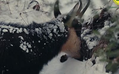 Capre negre surprinse în Parcul Național Piatra Craiului: Imagini rare din timpul iernii Mai multe capre negre au fost filmate în timp ce se hrăneau într-o zonă împădurită din Parcul Național Piatra Craiului, potrivit imaginilor publicate de reprezentanții Romsilva