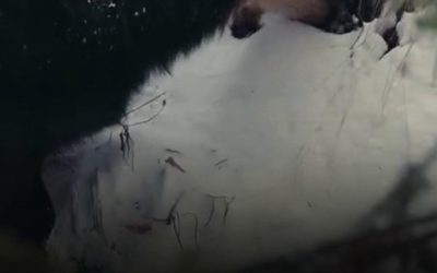 Mai multe capre negre au fost surprinse în timp ce se hrăneau pe un versant din Parcul Național Piatra Craiului, oferind un spectacol rar pentru iubitorii naturii