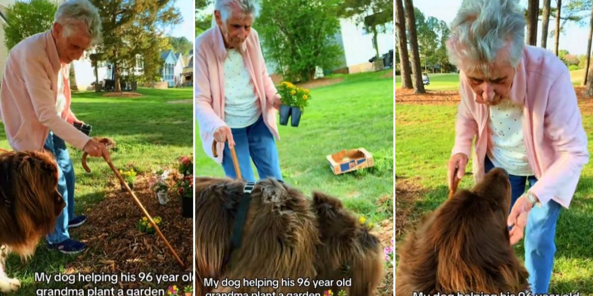 Bătrânica de 96 de ani și câinele-săpător, vedete virale