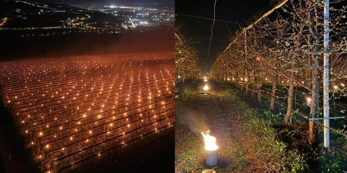 Ardere spectaculoasă: Fermierul din România a ars 40.000 de euro pentru cireșe