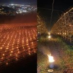 Ardere spectaculoasă: Fermierul din România a ars 40.000 de euro pentru cireșe