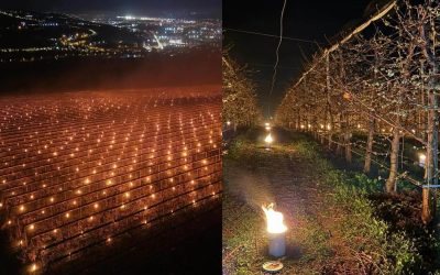 Ardere spectaculoasă: Fermierul din România a ars 40.000 de euro pentru cireșe