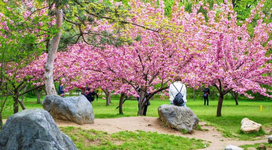 Hanami, spectacol floral în Parcul Regele Mihai I din București
