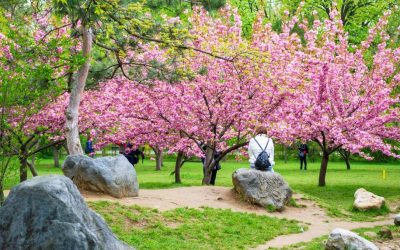 Hanami, spectacol floral în Parcul Regele Mihai I din București