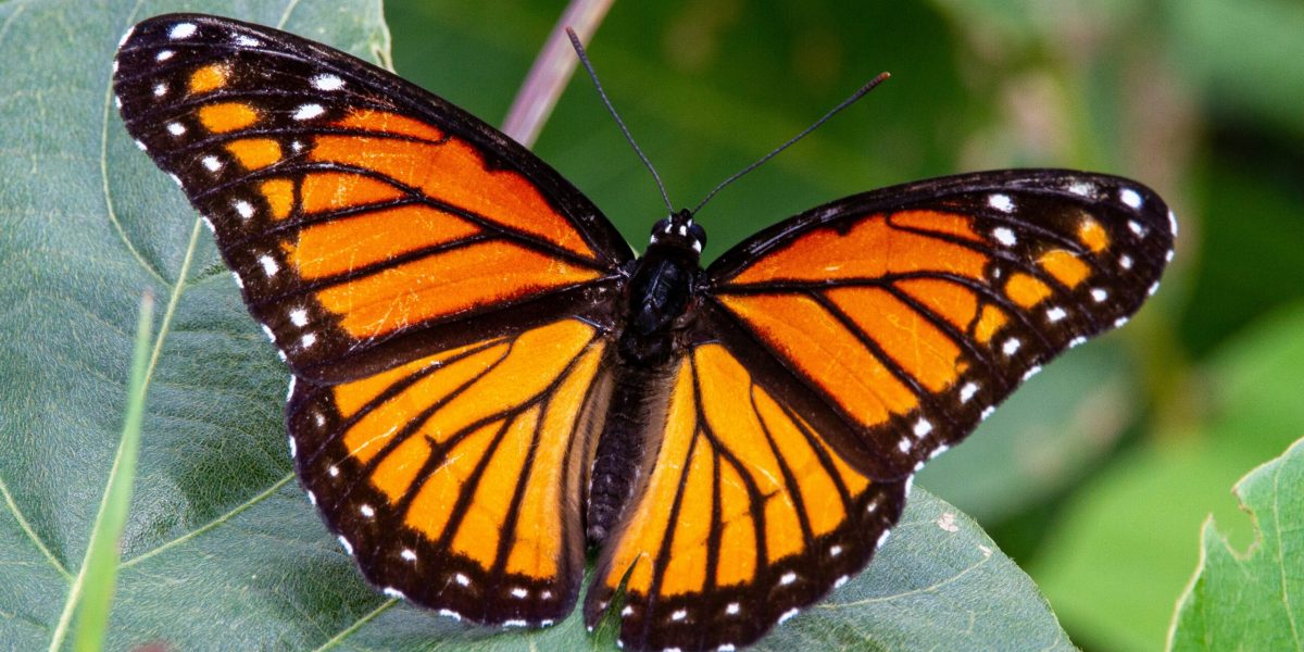 Expoziția „Fluturii” la Antipa: Când poți vedea minunea naturii?